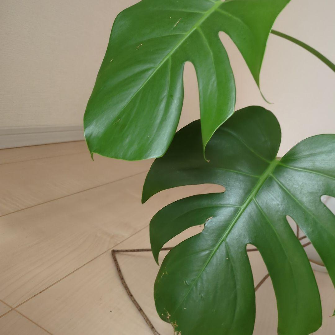 モンステラ 観葉植物 鉢植え付き