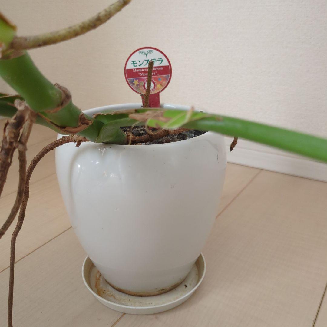モンステラ 観葉植物 鉢植え付き