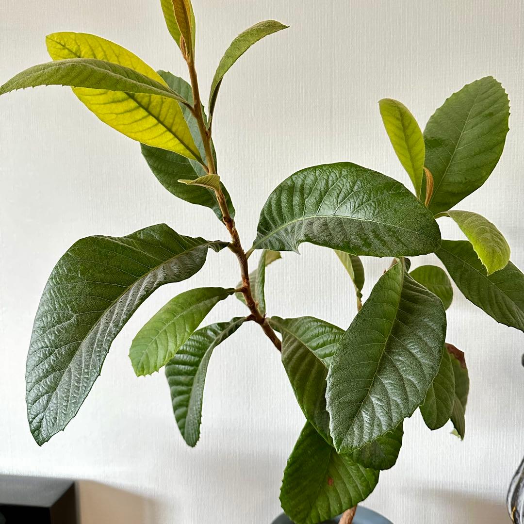 3本◼️枇杷の木 枇杷の葉 ビワ　びわの苗木 びわの木 果樹苗 ビワの木　びわの葉