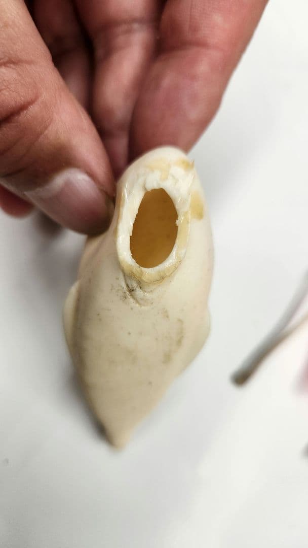 アルキデス フロッグ型ソフトルアー 6個セット　SMITH 雷魚