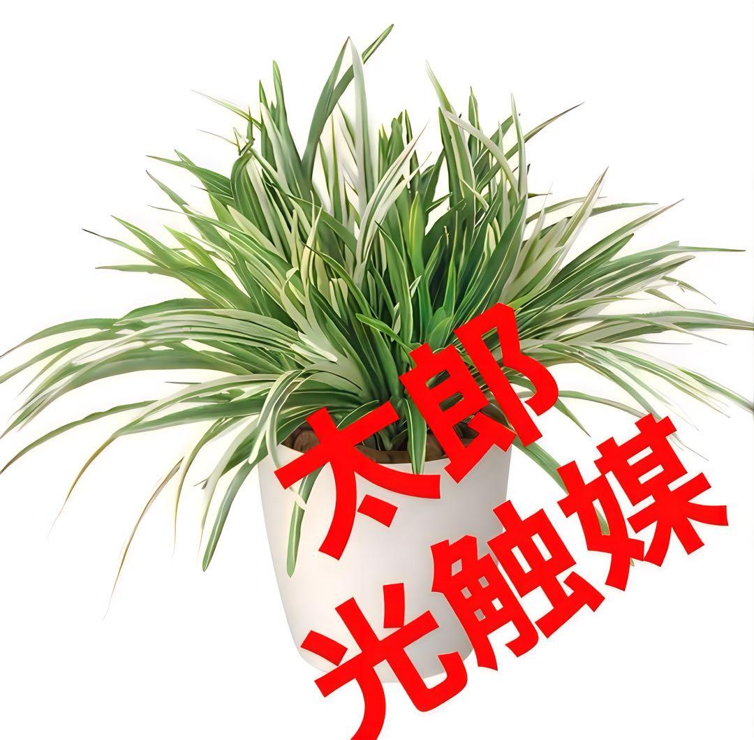 光触媒　人工観葉植物　ウォールグリーン　ドラセナミックス高さ38センチ