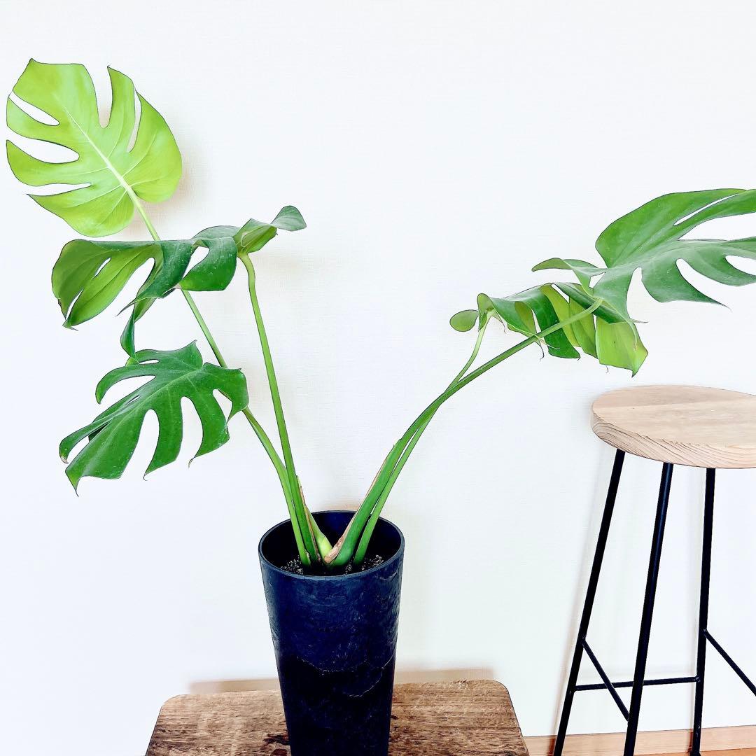 おすすめ✨モンステラデリシオーサ アートストーンポット✨観葉植物 室内