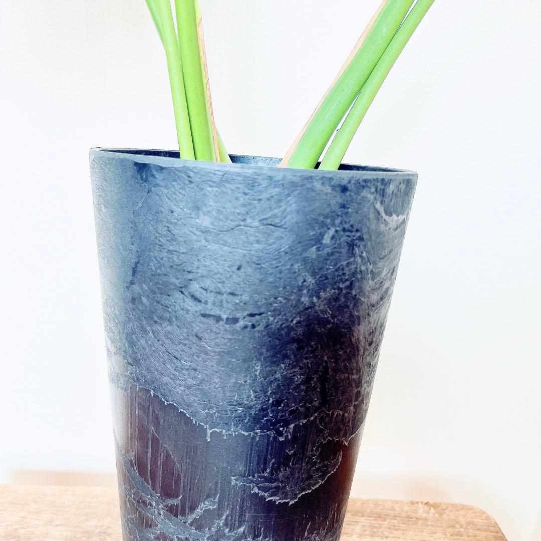 おすすめ✨モンステラデリシオーサ アートストーンポット✨観葉植物 室内