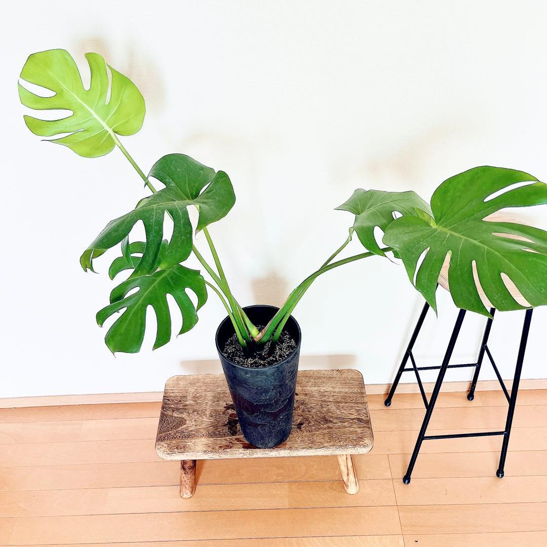 おすすめ✨モンステラデリシオーサ アートストーンポット✨観葉植物 室内