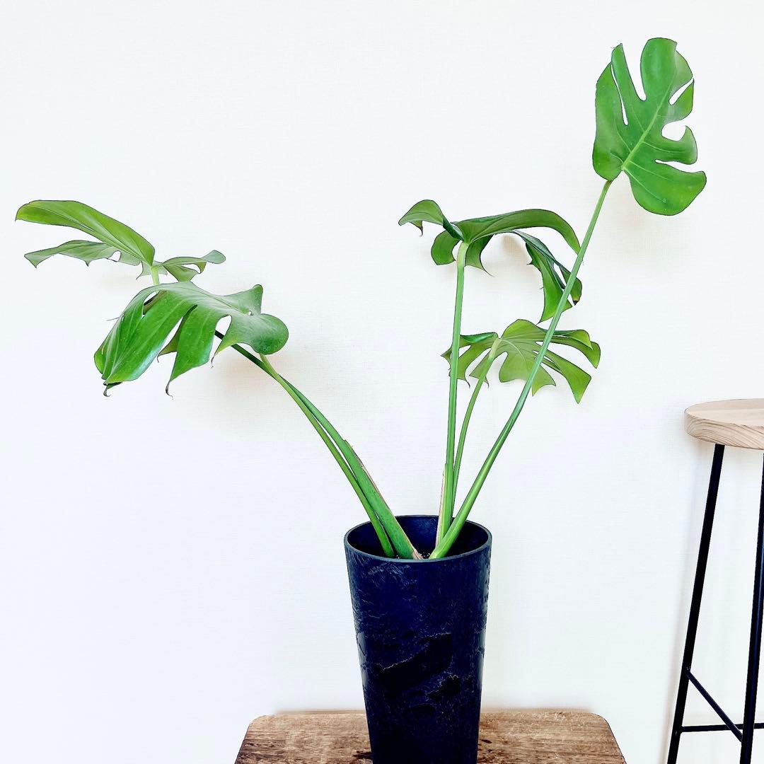 おすすめ✨モンステラデリシオーサ アートストーンポット✨観葉植物 室内