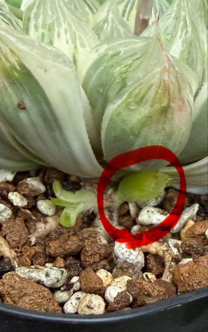多肉植物　白蛇伝　子株（カキコ）　②