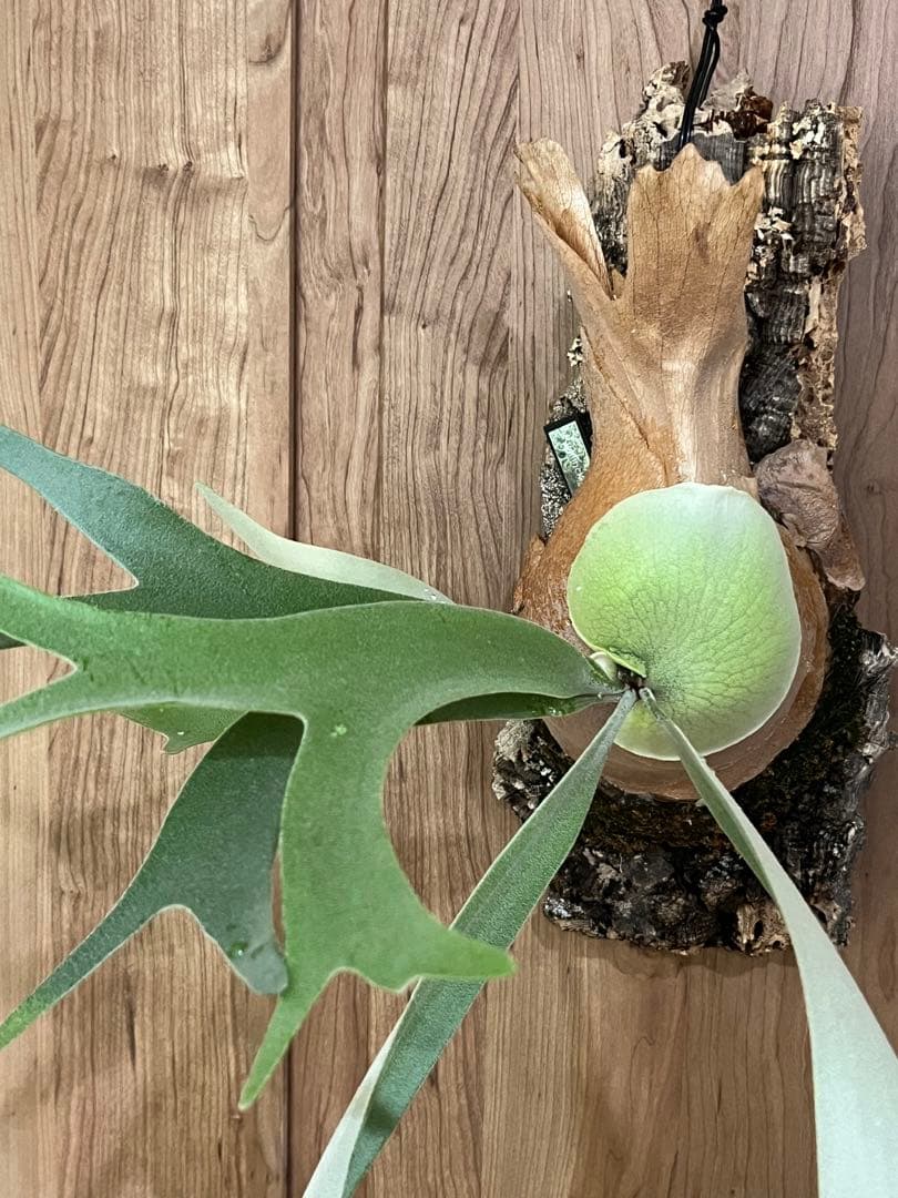 ビカクシダ　P.willinckii wild Indonesia