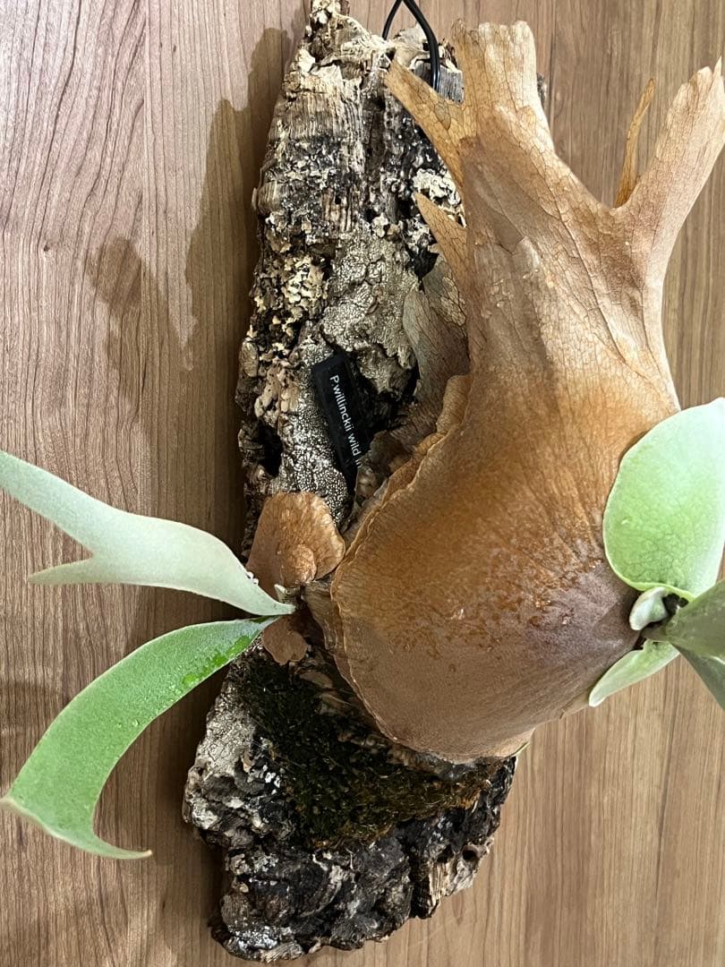 ビカクシダ　P.willinckii wild Indonesia