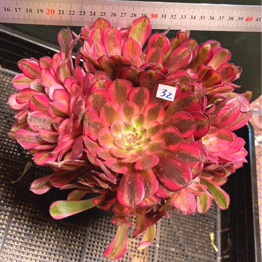 32#多肉植物アエオニウム錦❤️白月光❤️12頭26cm拔き苗