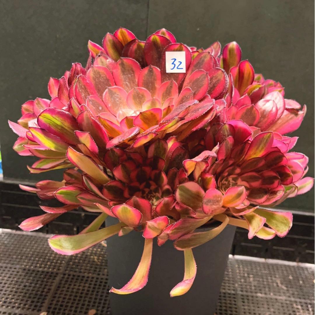 32#多肉植物アエオニウム錦❤️白月光❤️12頭26cm拔き苗