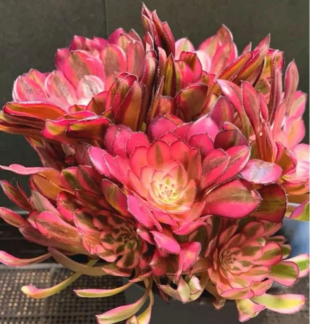 32#多肉植物アエオニウム錦❤️白月光❤️12頭26cm拔き苗