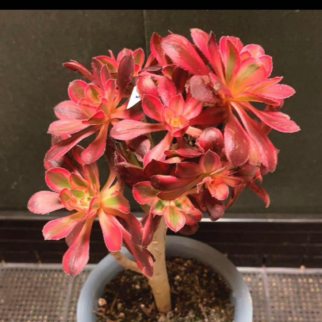 82#多肉植物アエオニウム錦❤️ シャネル❤️10頭 16cm拨き苗
