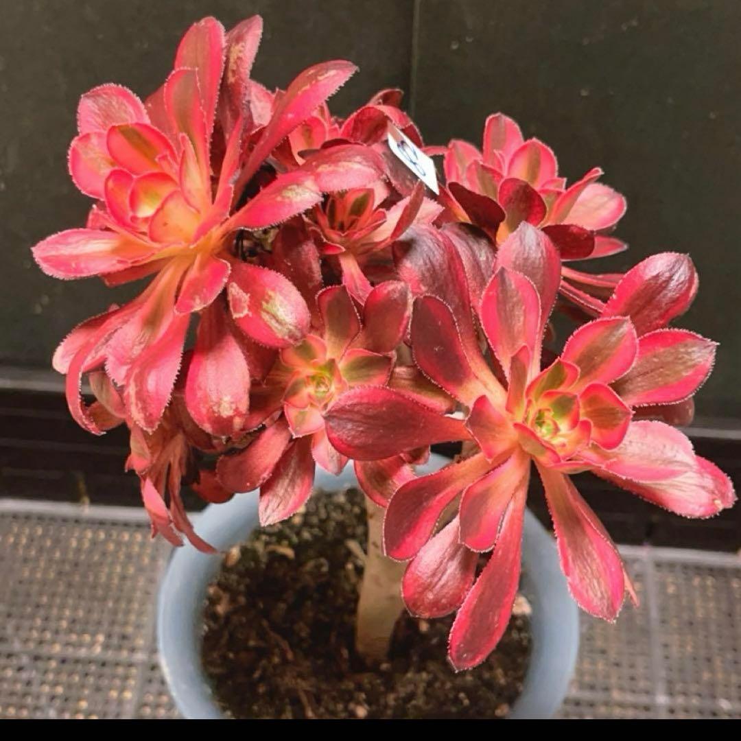 82#多肉植物アエオニウム錦❤️ シャネル❤️10頭 16cm拨き苗