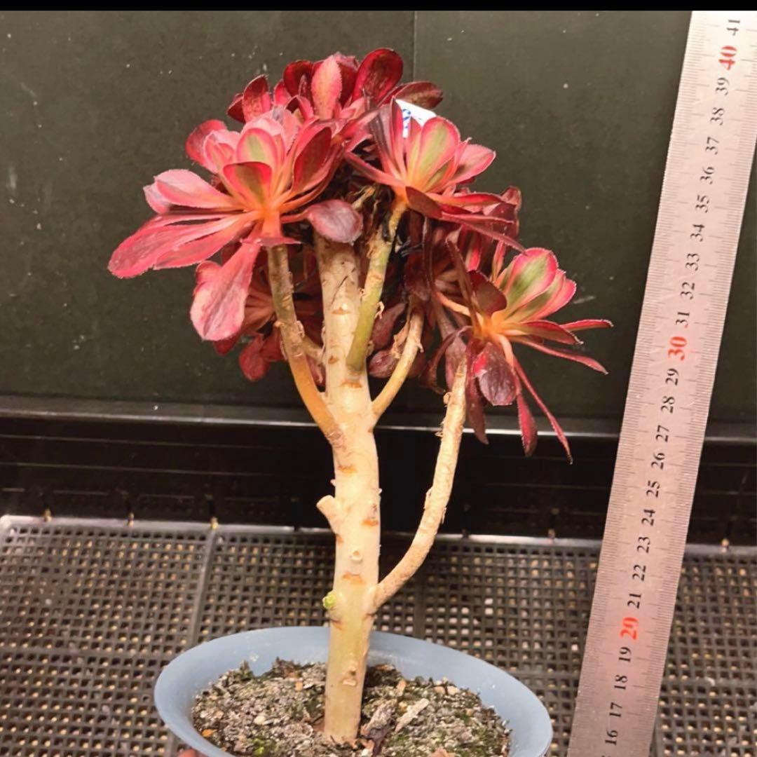 82#多肉植物アエオニウム錦❤️ シャネル❤️10頭 16cm拨き苗