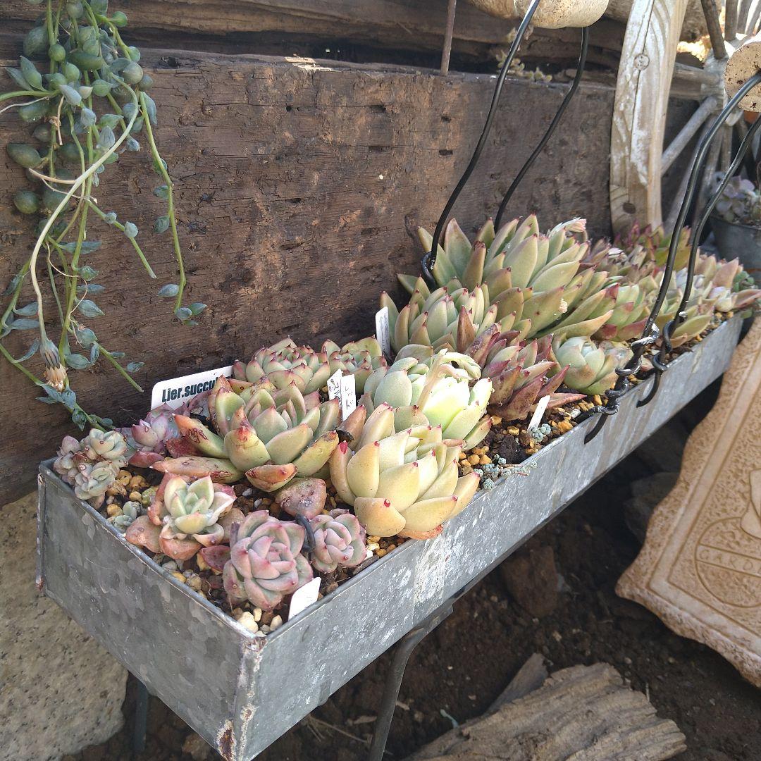 【アガボイデス系寄せ】　多肉植物寄せ植え　そのまま飾れる寄せ植え　匿名発送