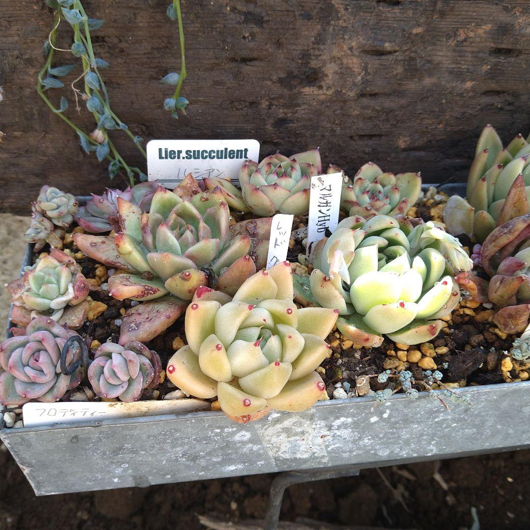 【アガボイデス系寄せ】　多肉植物寄せ植え　そのまま飾れる寄せ植え　匿名発送