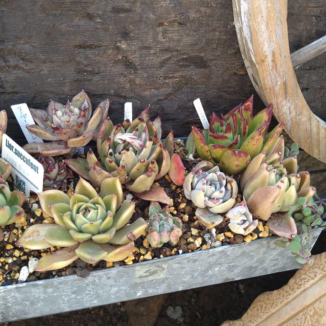 【アガボイデス系寄せ】　多肉植物寄せ植え　そのまま飾れる寄せ植え　匿名発送