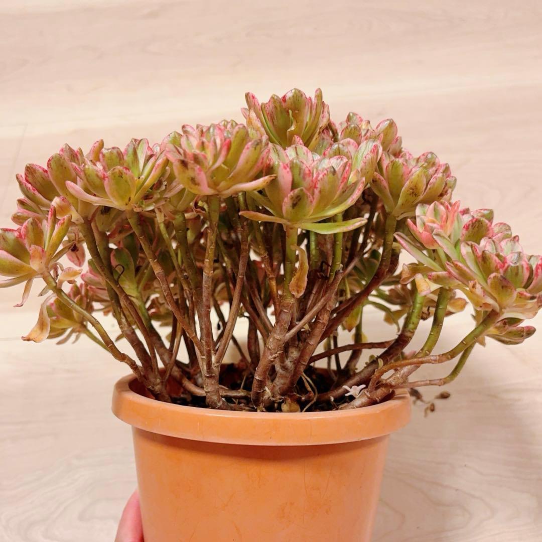 96#多肉植物アエオニウム錦❤️ブロンズメダル錦❤️50-60大頭27cm 拔き苗