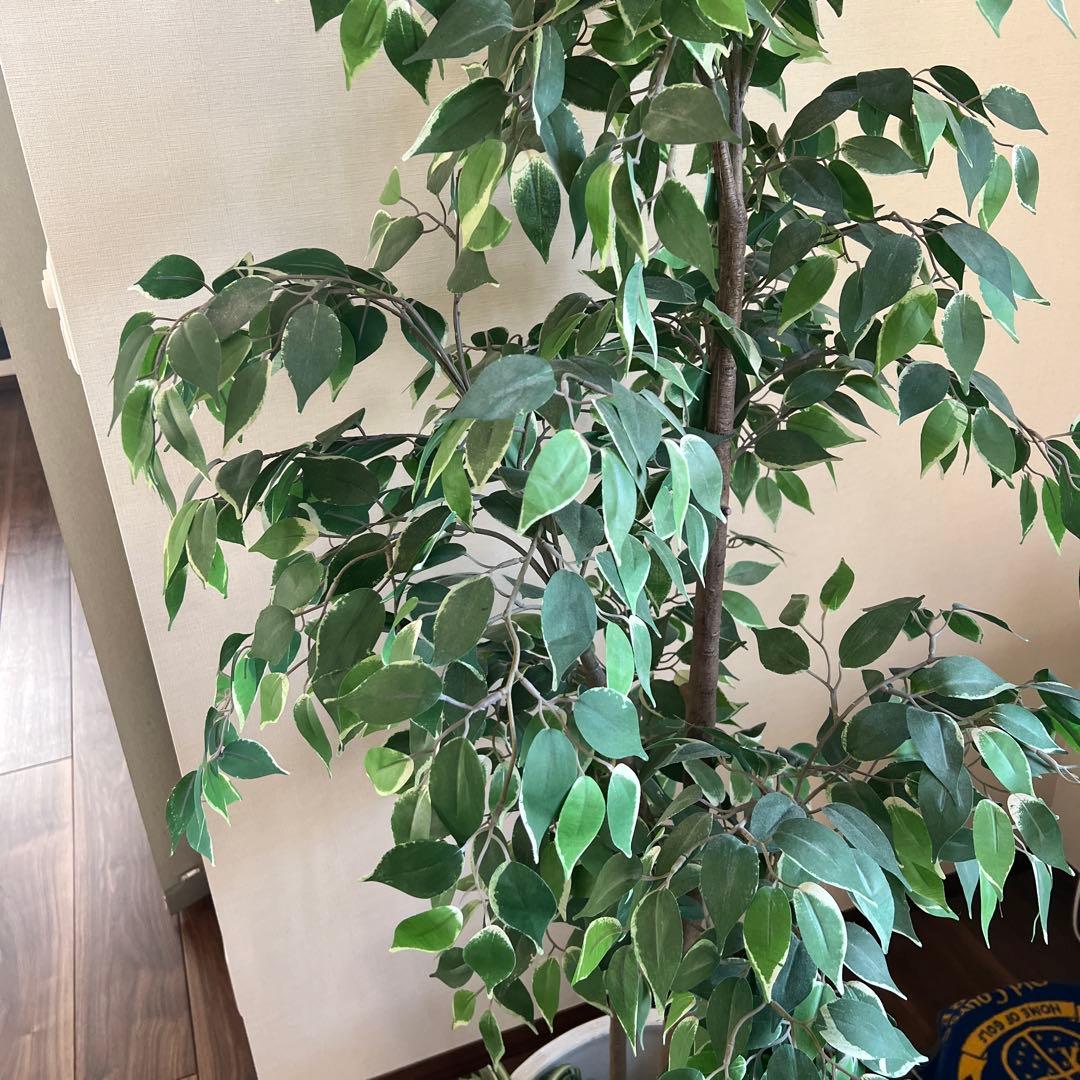 専用　人工観葉植物 約150cm 緑色 白鉢
