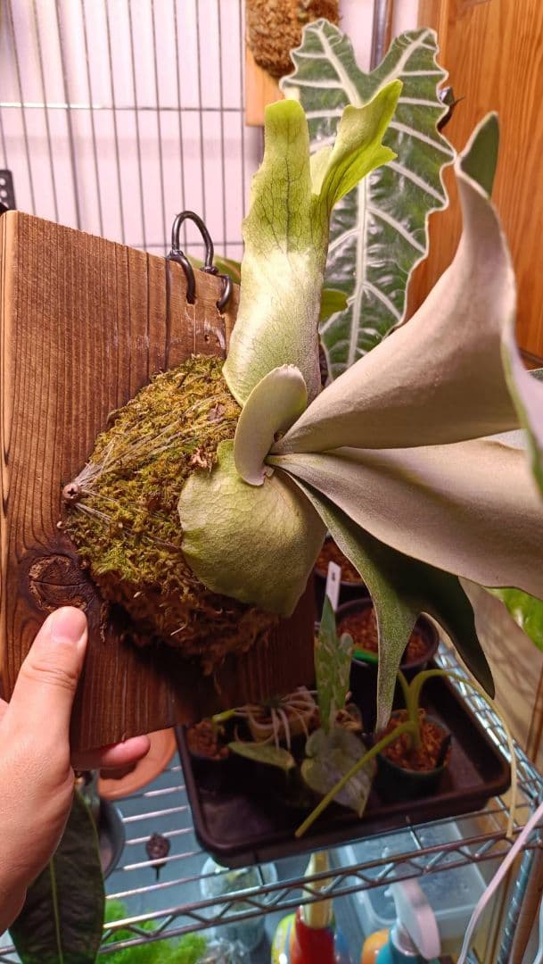 ビカクシダ　Platycerium veitchii 'hp100'
