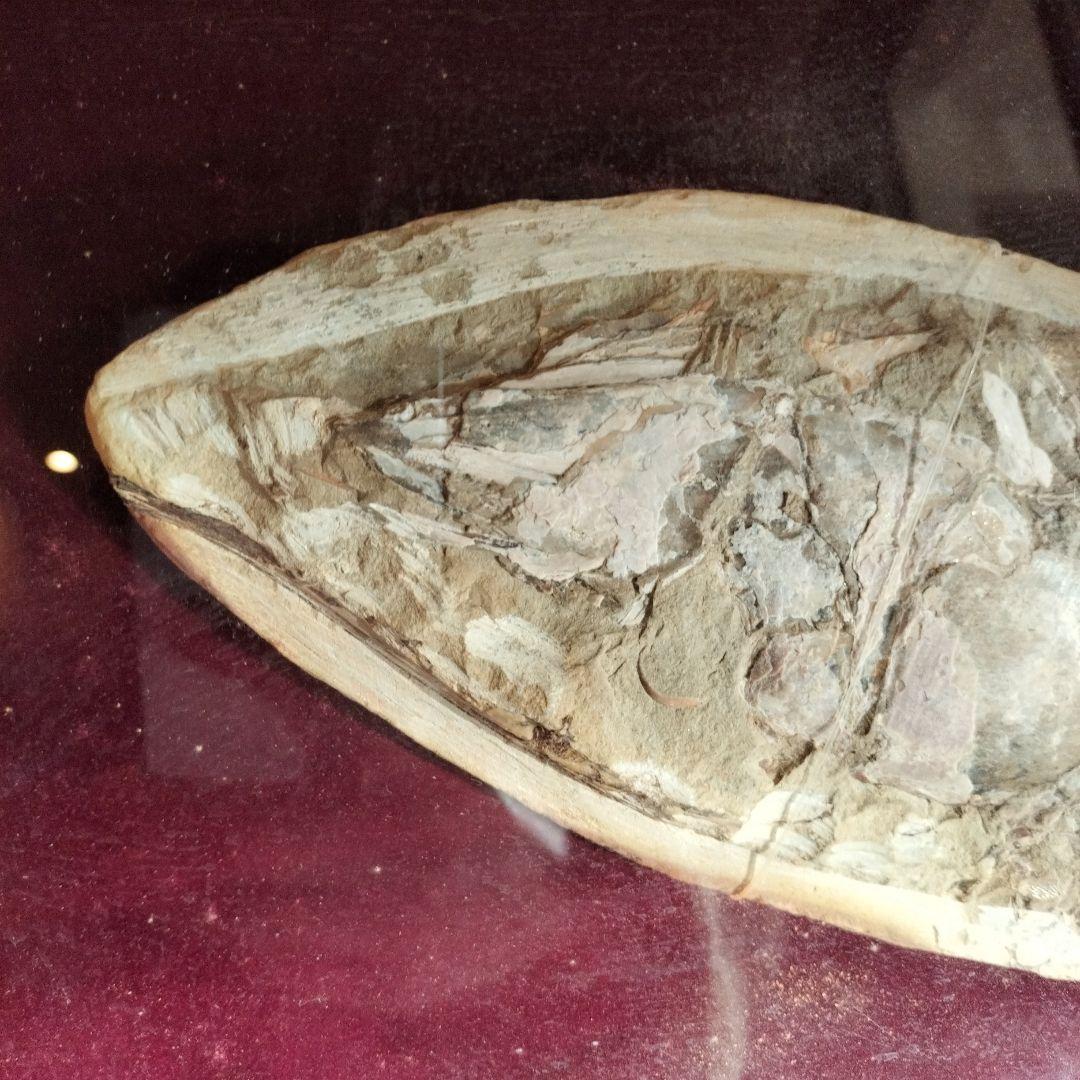 古代魚　魚化石　額　箱付き