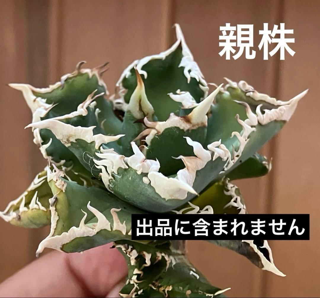 リ*ゴ様 【オークション】匿名配送　2株セット　有望　アガべ　白豪刺　OC【親株