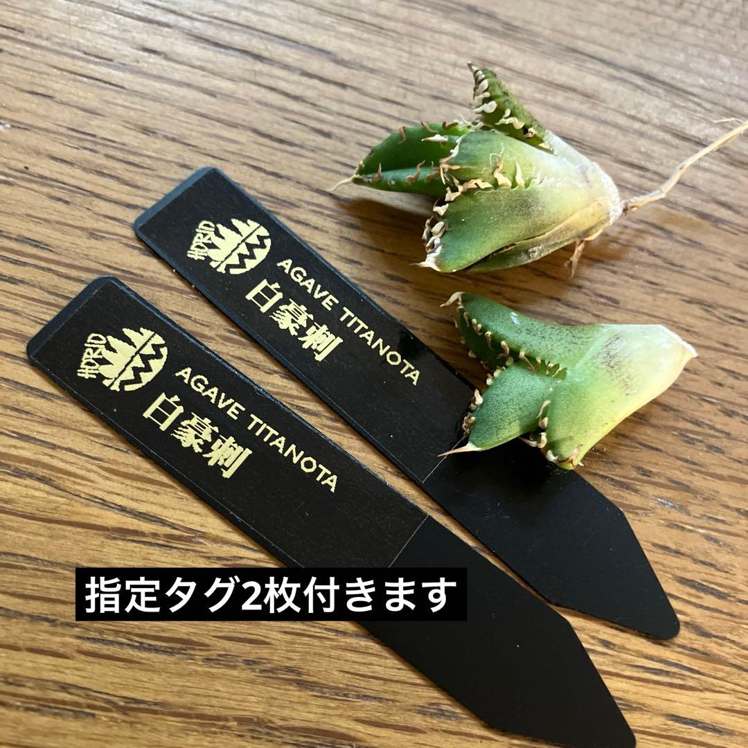 リ*ゴ様 【オークション】匿名配送　2株セット　有望　アガべ　白豪刺　OC【親株