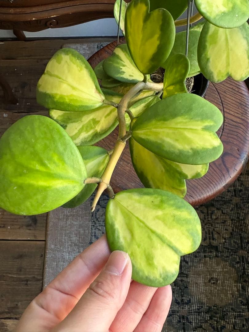 hoya ホヤ ケリー レヴェルセ バリエガータ 中斑 3号