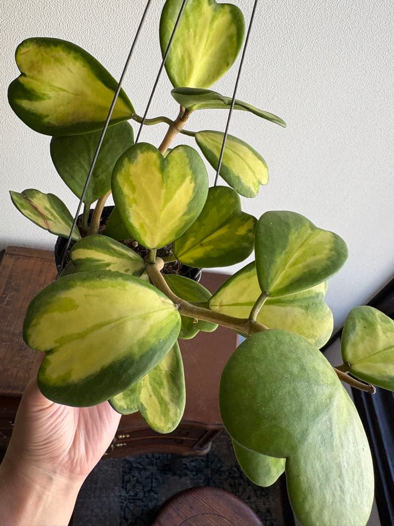 hoya ホヤ ケリー レヴェルセ バリエガータ 中斑 3号