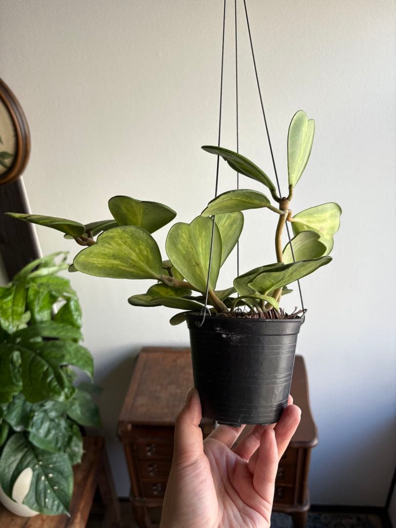 hoya ホヤ ケリー レヴェルセ バリエガータ 中斑 3号