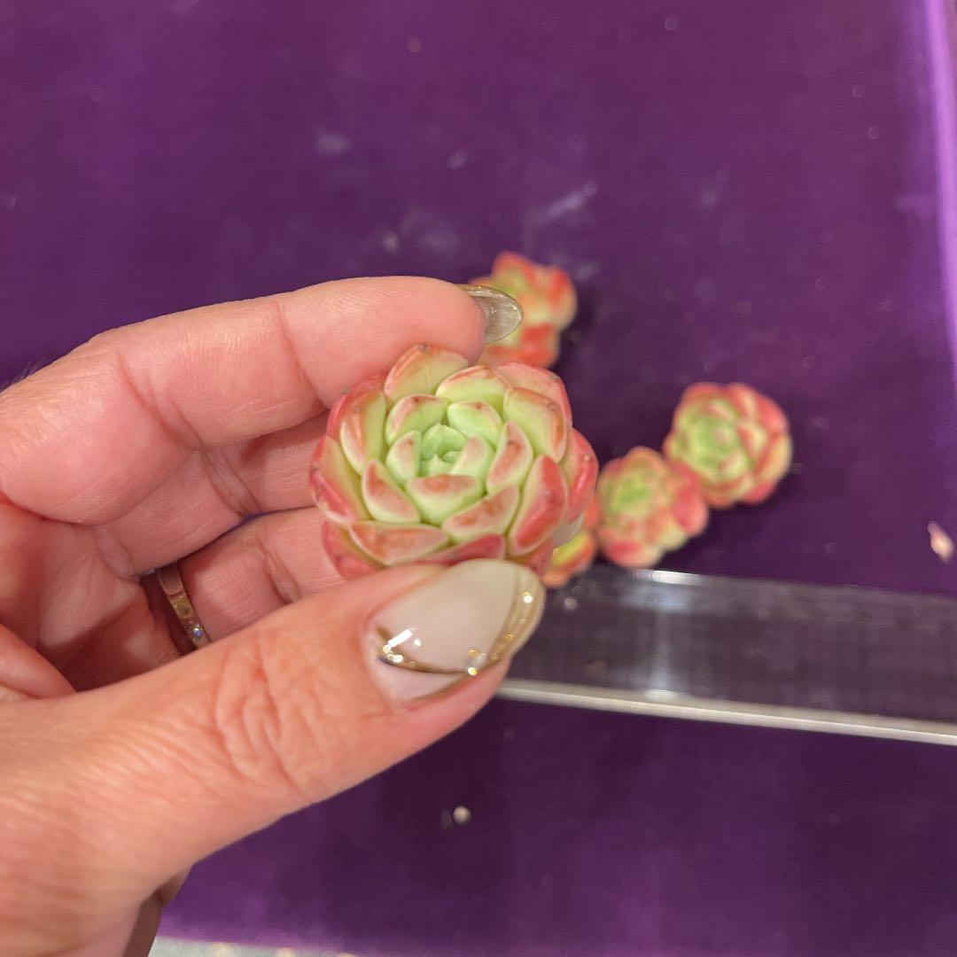 多肉植物　韓国苗　リファー