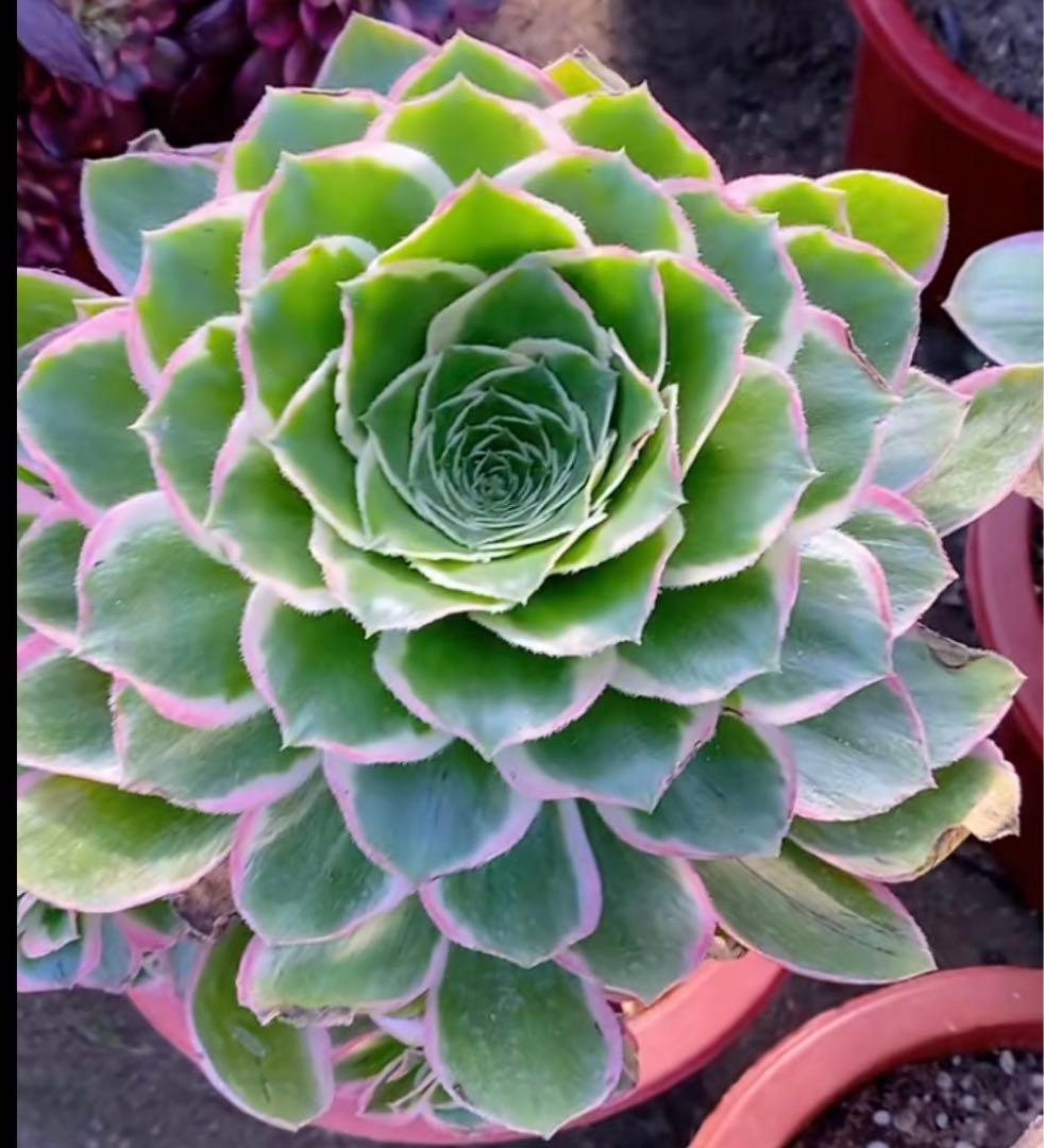 60#多肉植物アエオニウム錦❤️ 緑のバラ ❤️1大頭18cm 拔き苗