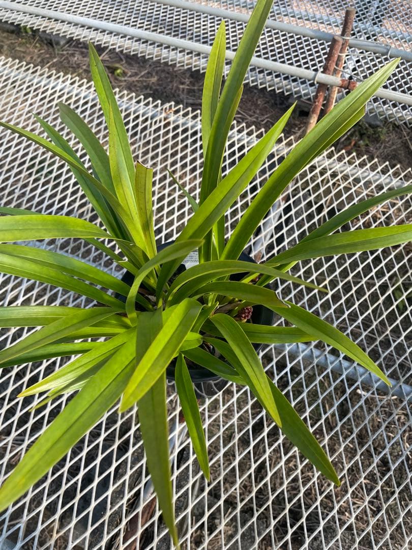 R8年キンリョウヘン花芽4本#2