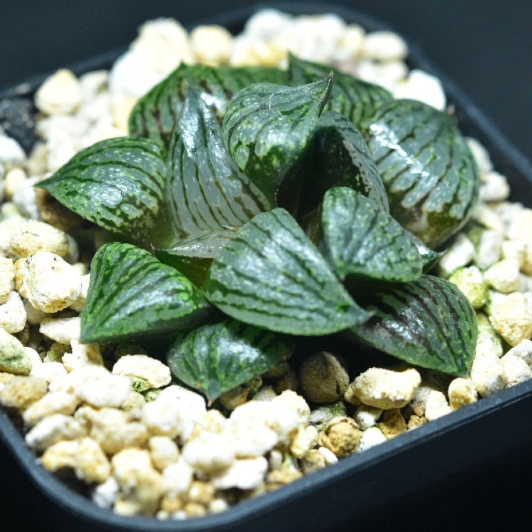 週末セール③2頭Charme ハオルチア　多肉植物　観葉植物