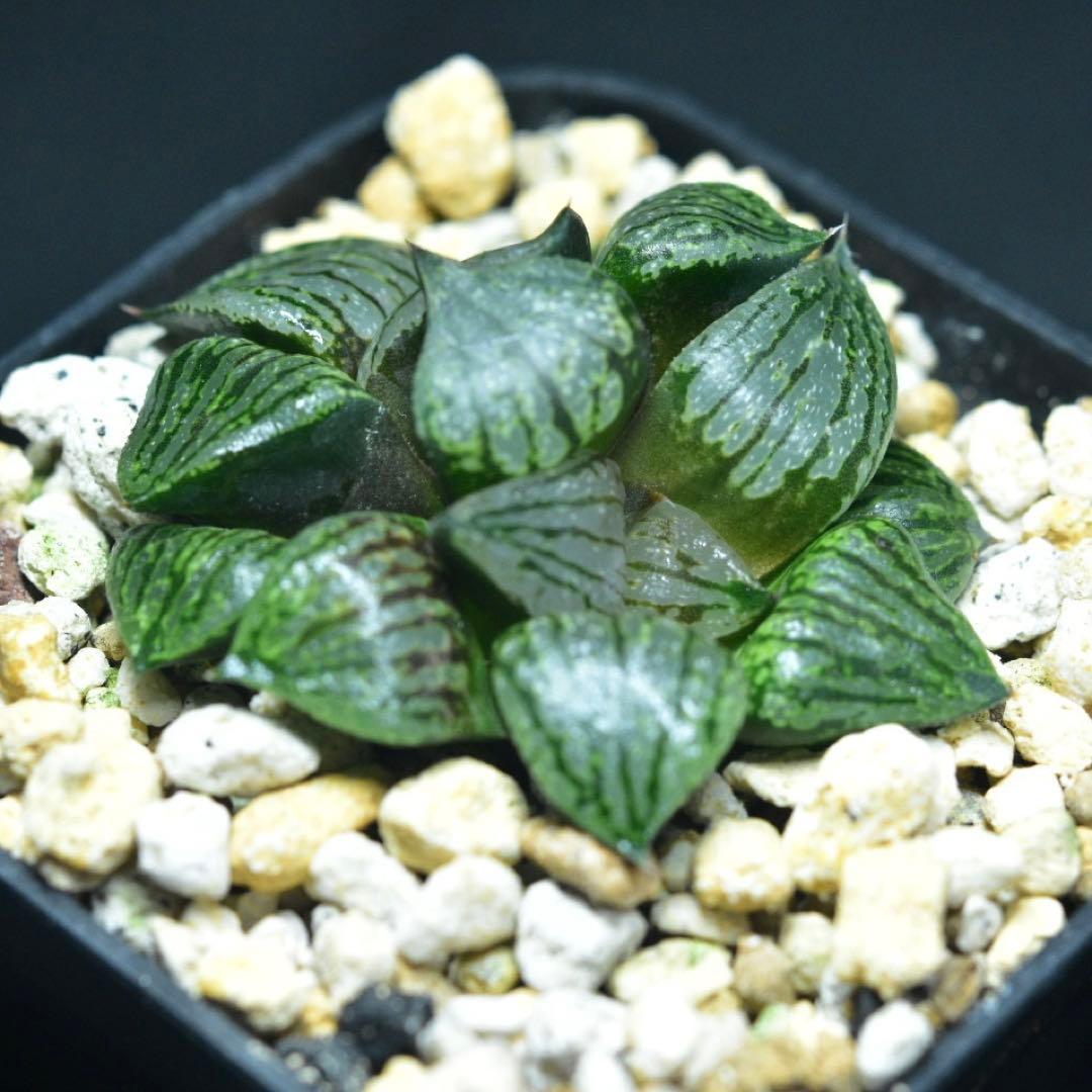 週末セール③2頭Charme ハオルチア　多肉植物　観葉植物