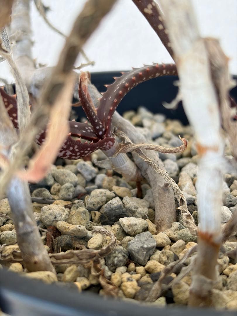 Aloe varimaculata 子株