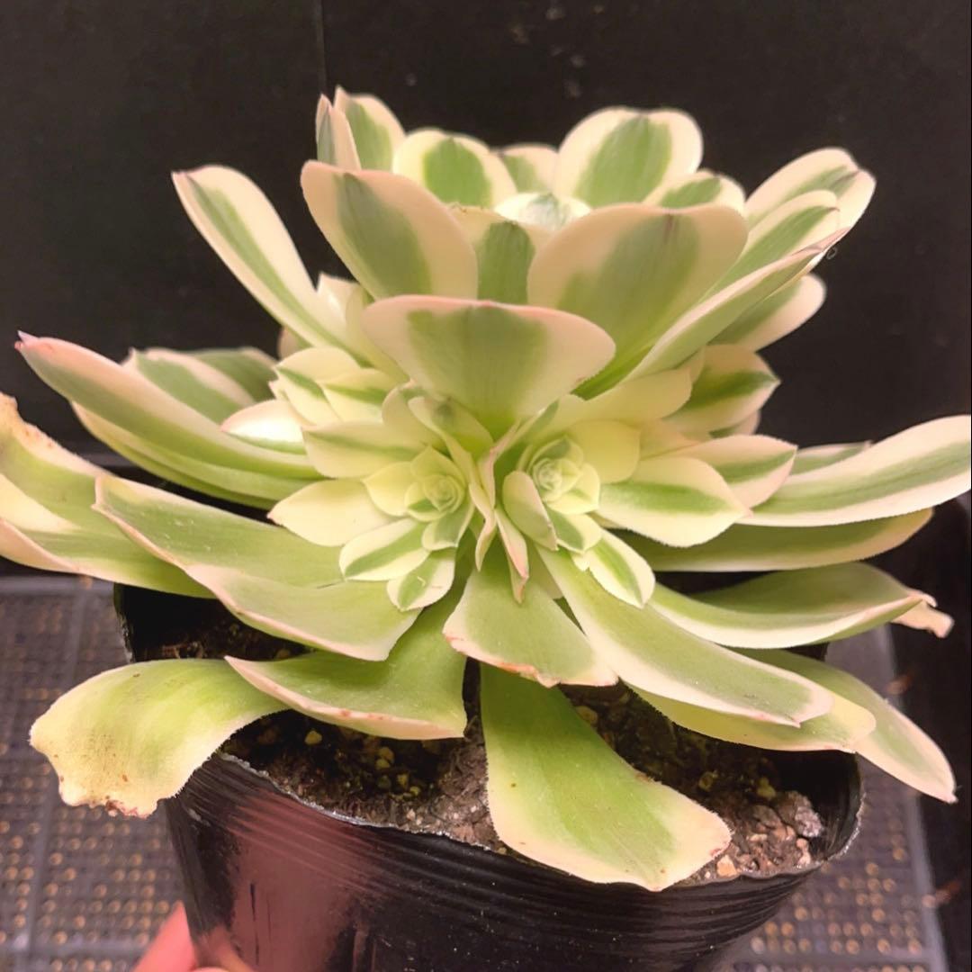 91 #多肉植物アエオニウム錦❤️グリーン.メデューサ❤️1大頭9子芽22cm拔き苗