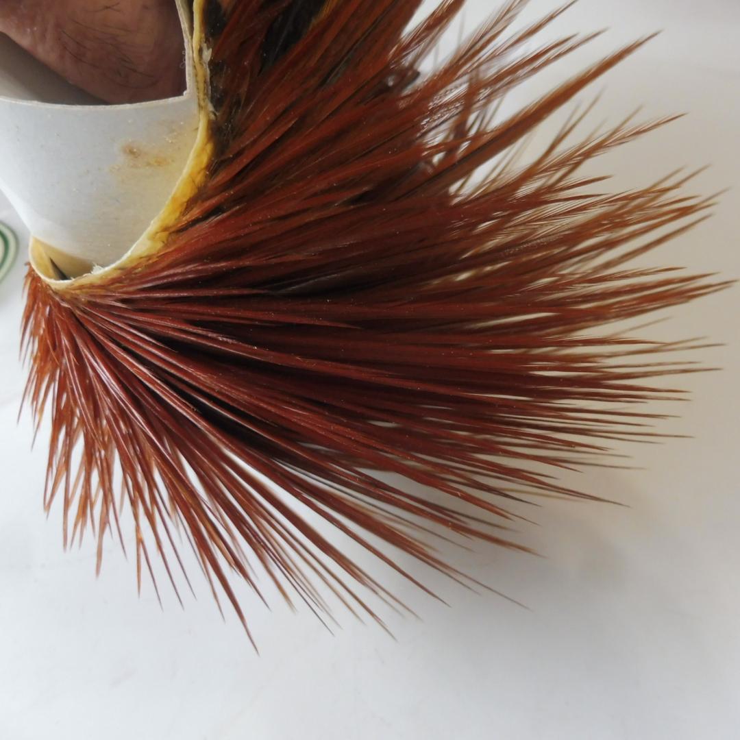 メッツ コックハックルケープ #2 Natural Brown