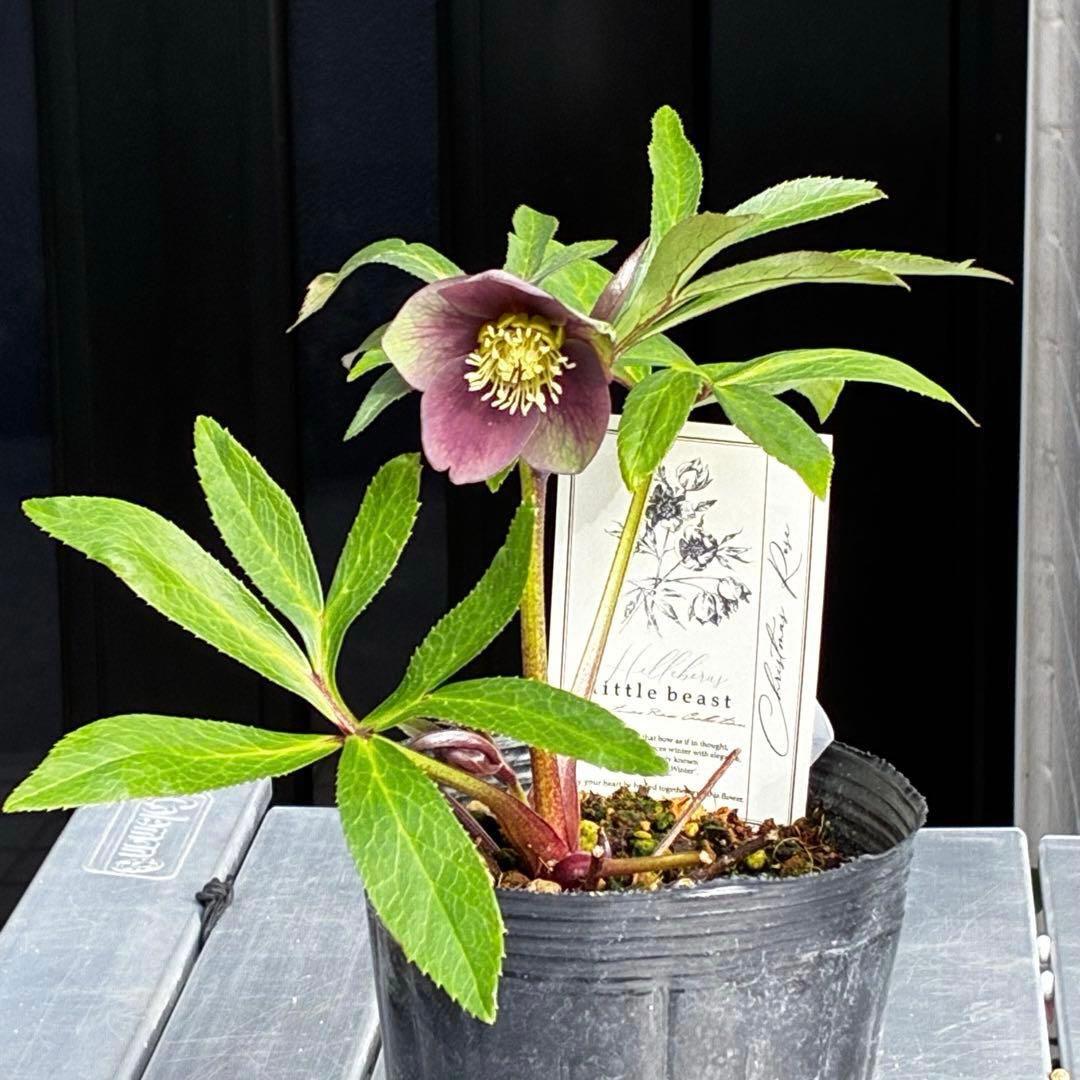 ラ*ク様 3477☘️限定1株☘️未株分☘️花タグ付☘️アトロ系⭐️小輪⭐️￼バ