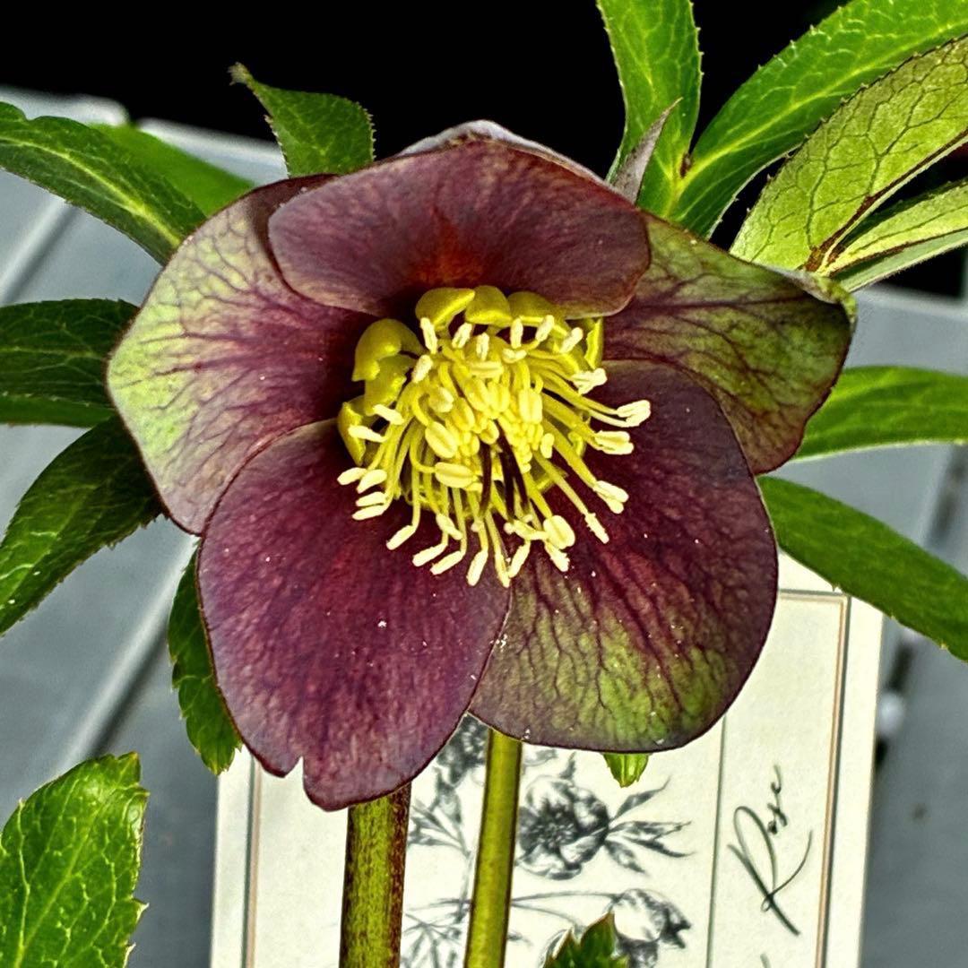 ラ*ク様 3477☘️限定1株☘️未株分☘️花タグ付☘️アトロ系⭐️小輪⭐️￼バ