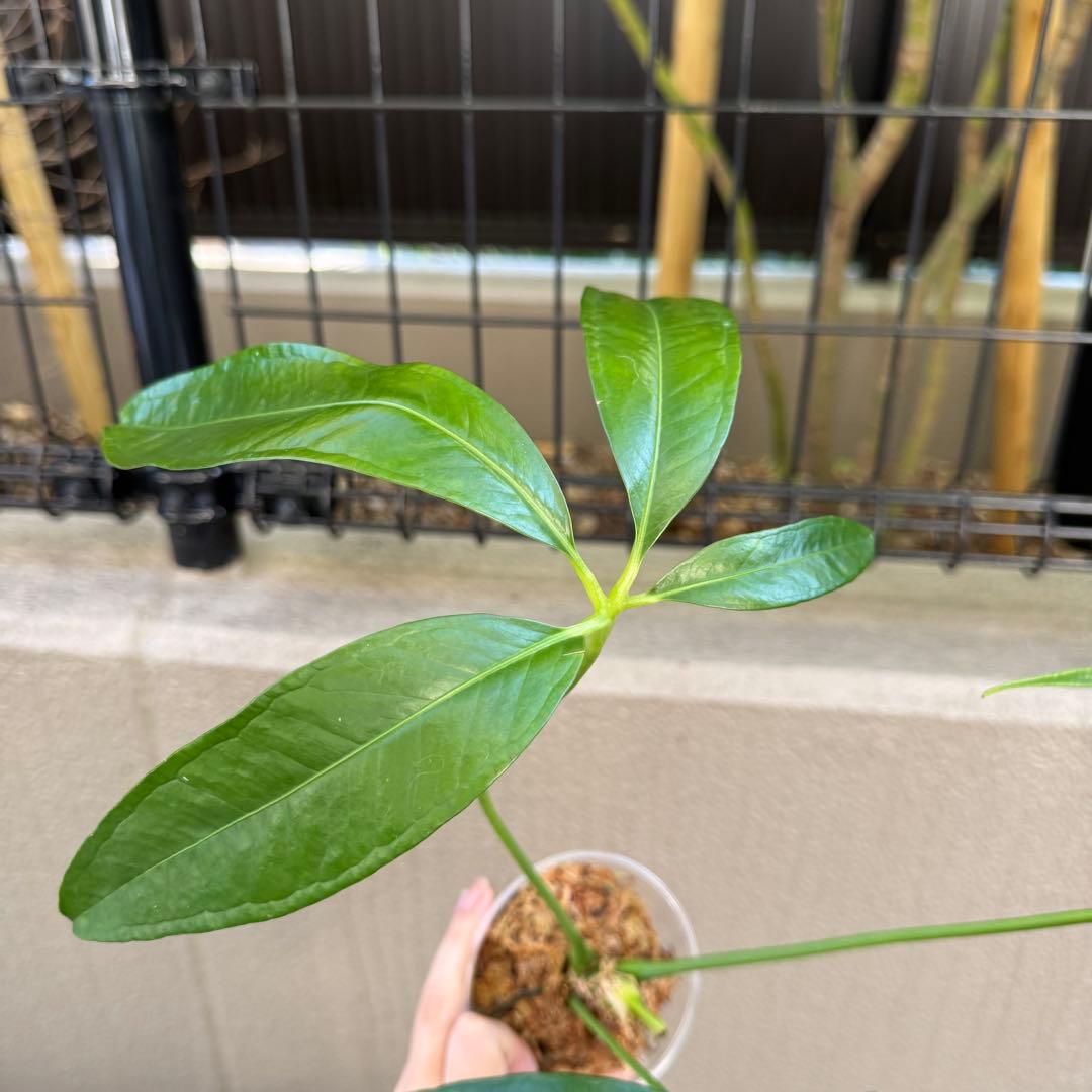 アンスリウム　エミネンス　Anthurium eminens 南米輸入
