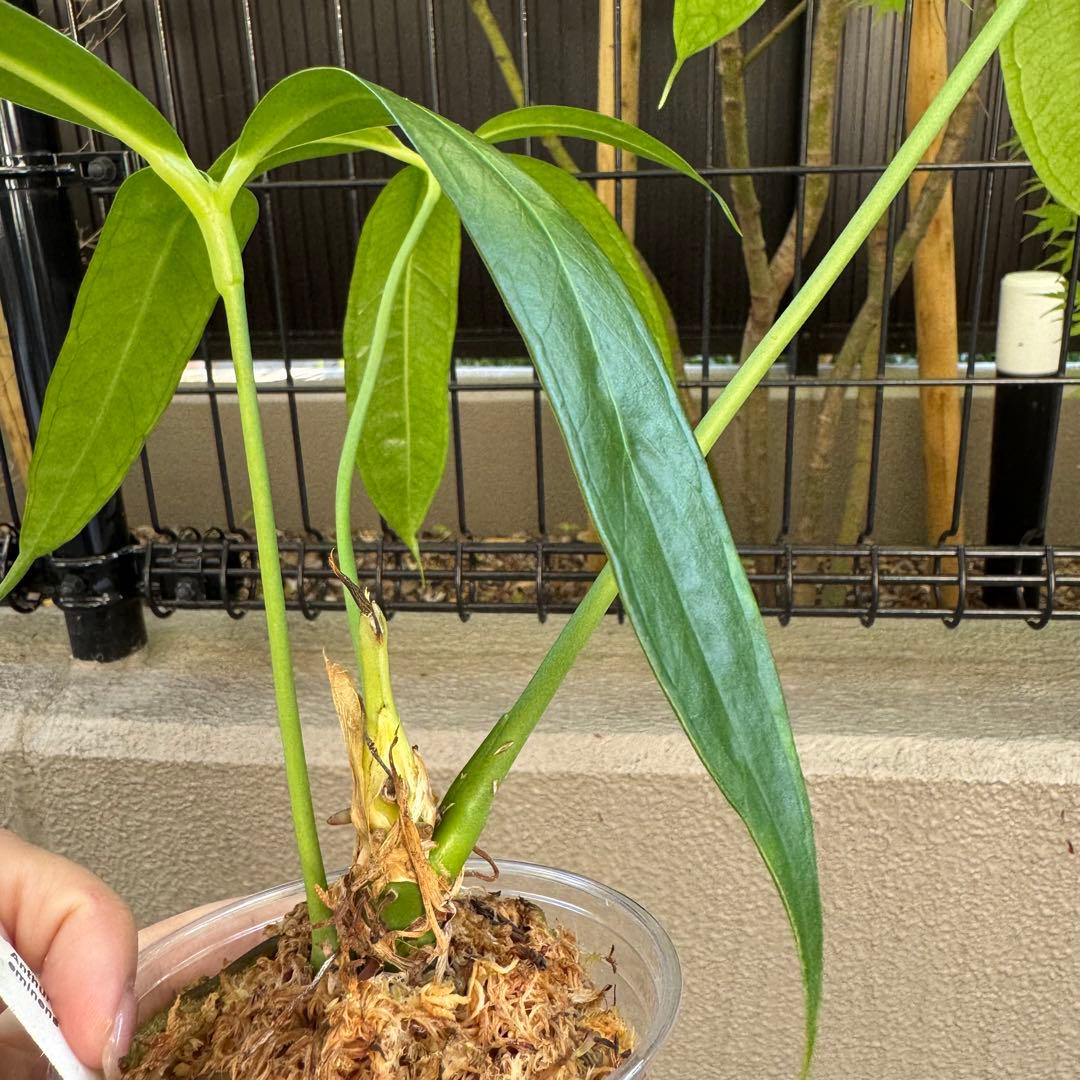 アンスリウム　エミネンス　Anthurium eminens 南米輸入