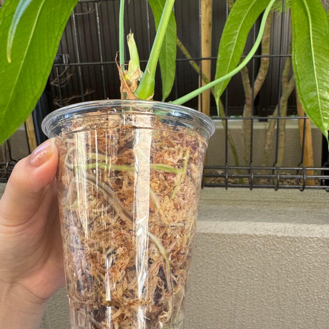 アンスリウム　エミネンス　Anthurium eminens 南米輸入