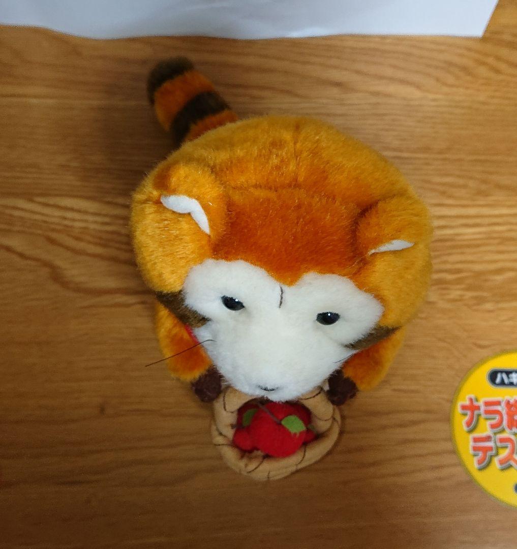 信州ラスカル あらいぐま