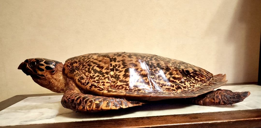 ウミガメ（タイマイ）剥製　国際希少野生動植物種登録標あり　（※ただ今値下げ中）