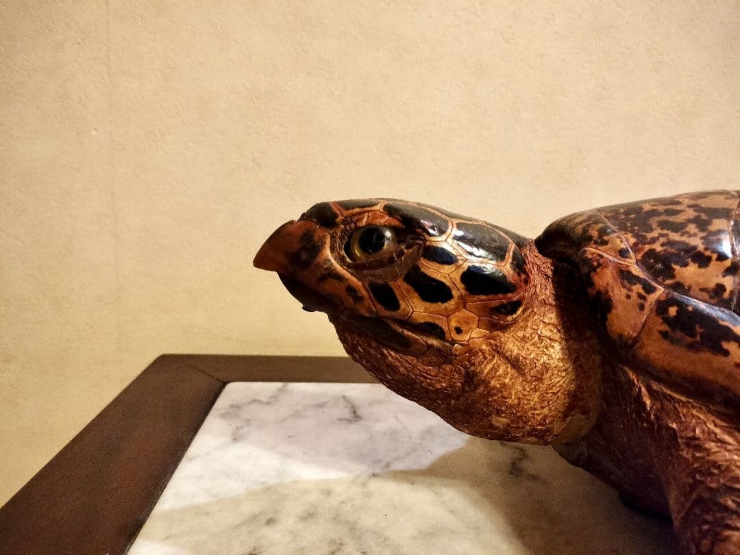 ウミガメ（タイマイ）剥製　国際希少野生動植物種登録標あり　（※ただ今値下げ中）