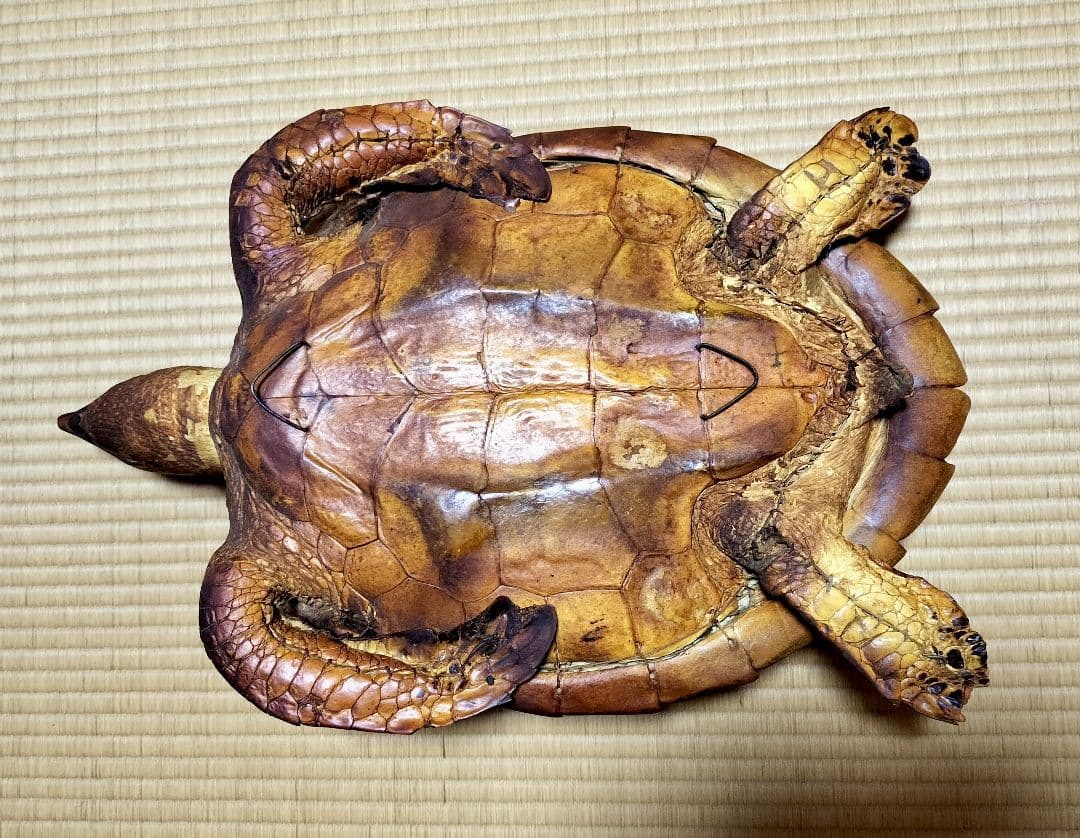 ウミガメ（タイマイ）剥製　国際希少野生動植物種登録標あり　（※ただ今値下げ中）