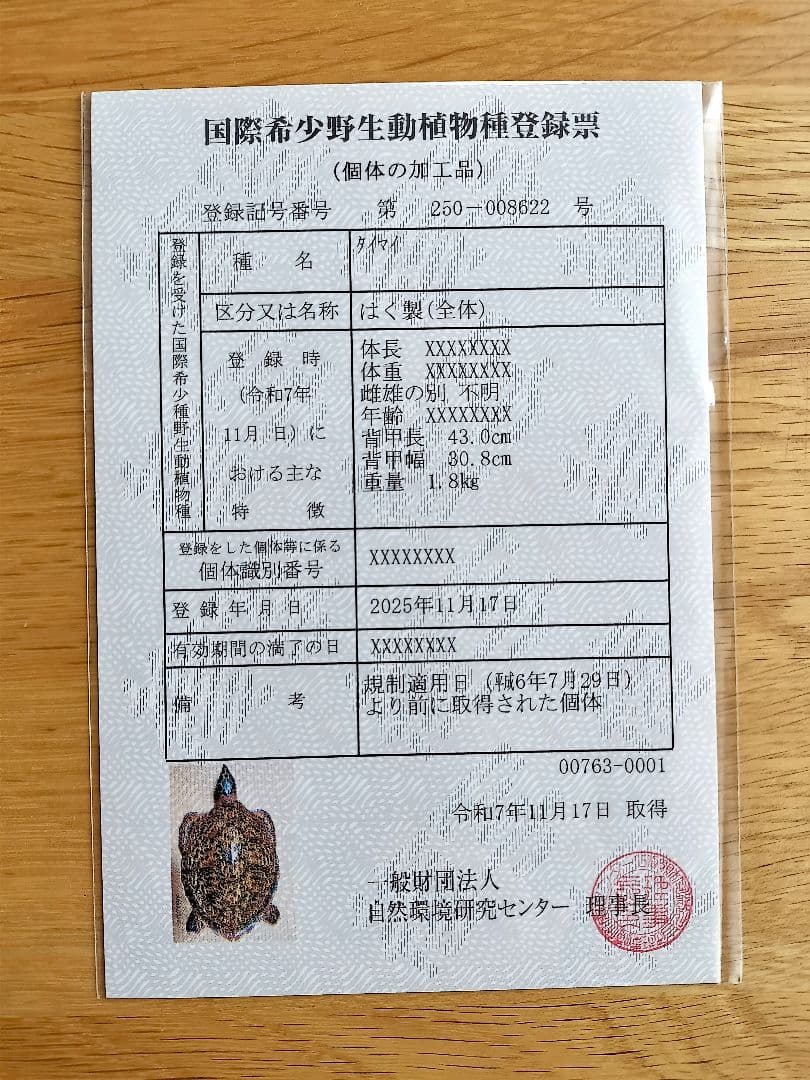 ウミガメ（タイマイ）剥製　国際希少野生動植物種登録標あり　（※ただ今値下げ中）