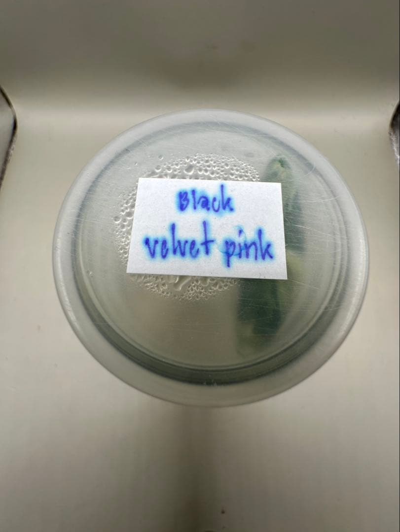 高級TCAlocasia Black velvet pink【新品、未使用】②