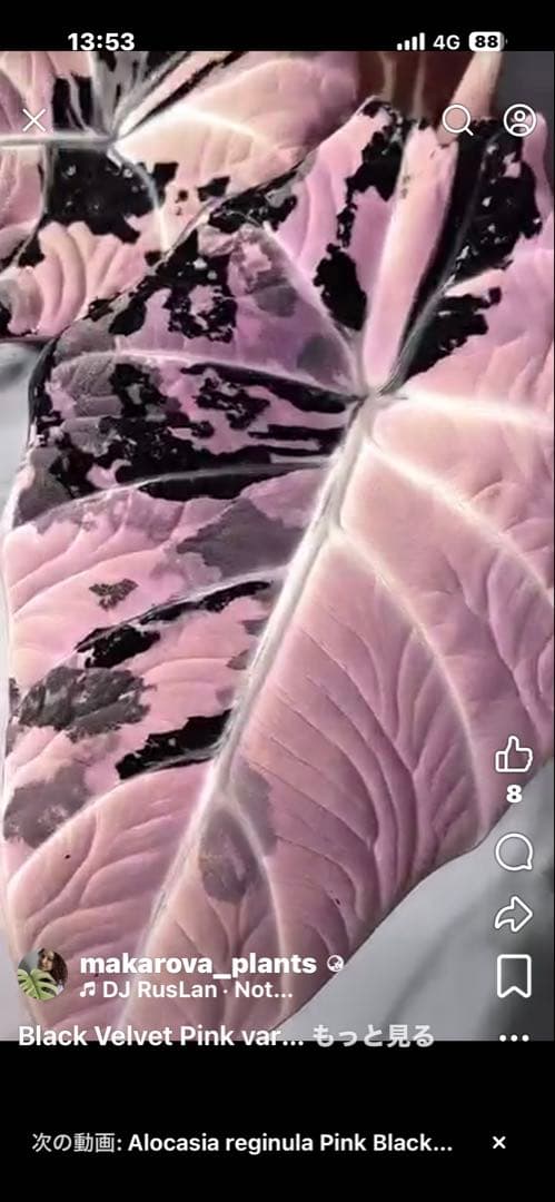 高級TCAlocasia Black velvet pink【新品、未使用】②